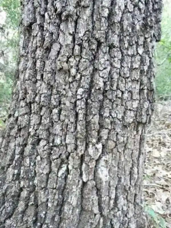 How quickly can you spot the snake in the photo?